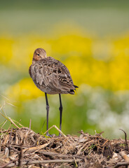 The black-tailed godwit - adult bird at a wet fields in late spring