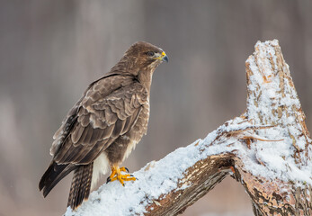 Common Buzzard in early spring at a wet forest