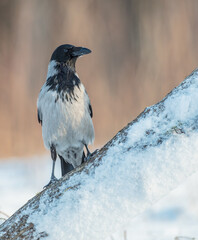 Hooded Crow - at the wet forest in early spring