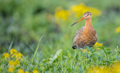 The black-tailed godwit - adult bird at a wet fields in late spring