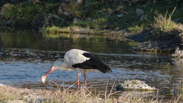 Stork eating fish head in fiver in Bulgaria, Europe. The bird tries to dismember the head to swallow it.
