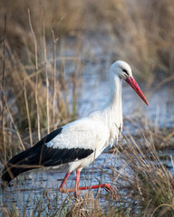 stork wading on the water

