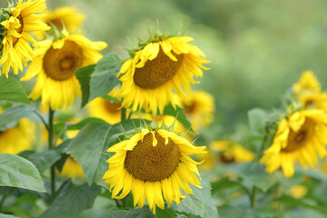 Agricultural field with sunflowers for background. Sunflower blooming. Organic Farming.  
Nature concept. Sunflower background in a yellow field. Agriculture. Farming. Natural product. Yellow flower