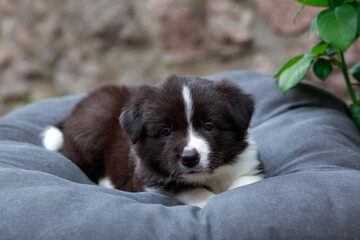 Dog breed Border Collie