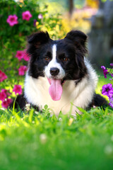 Dog breed Border Collie