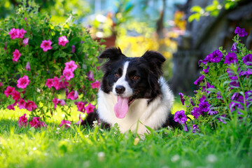 Dog breed Border Collie