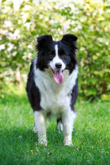 Dog breed Border Collie