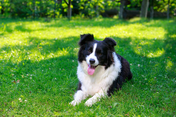 Dog breed Border Collie