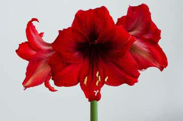 red big beautiful  flower amaryllis