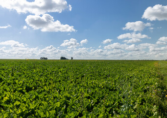 Fototapeta na wymiar Green beets in the field in the summer