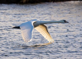 seagull in flight