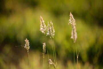 Fototapeta premium Grass closeup from a meadow during spring