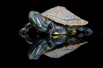 Fototapeta na wymiar The red-eared slider or red-eared terrapin (Trachemys scripta elegans) is a subspecies of the pond slider (Trachemys scripta), a semiaquatic turtle belonging to the family Emydidae