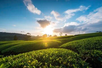 tea plantation sunset with clear blue sky and clouds in the background, created with generative ai