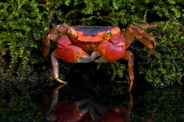 Red Apple Crab (Metasesarma aubryi)