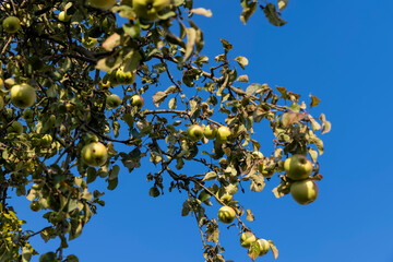 Ripe green apples hanging on a tree in the orchard