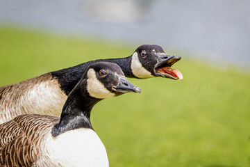 Close up of the heads of two Canada Geese honking aggressively with beak open and tongue and teeth...