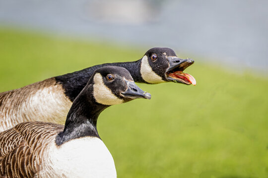 Close up of the heads of two Canada Geese honking aggressively with beak open and tongue and teeth showing.