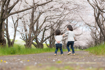 Obraz premium 桜並木を走る姉妹