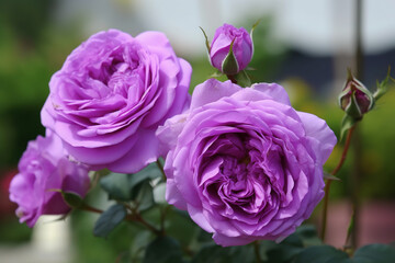Beautifull lavender garden rose