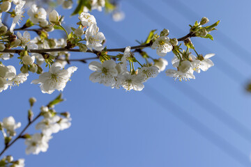 Trees blooming in the orchard in the spring season