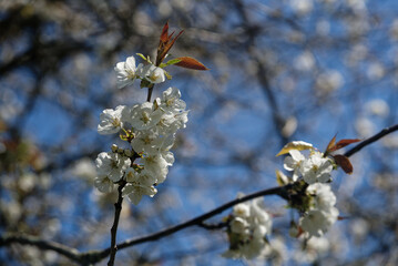 Cerisier en fleur