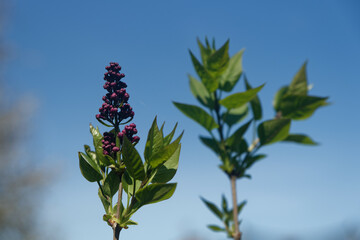 Lilas en floraison