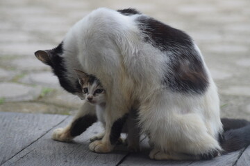 Obraz premium Cute kitten looking around outdoors