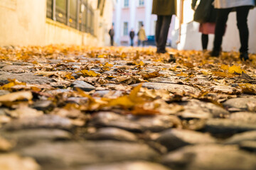 closeup of Cobblestones street with autumn leafs