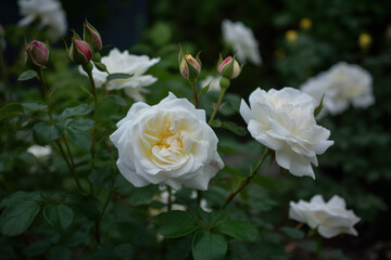 White garden roses
