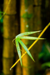 Nature detail in Palenque Mexico