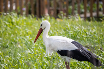 Fototapeta premium European White breeding stork Ciconia Ciconia in the field near to the wooden fence of the house