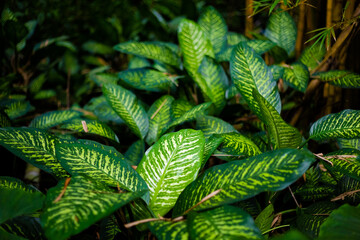 Nature detail in Palenque Mexico