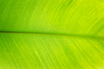 Nature detail in Palenque Mexico