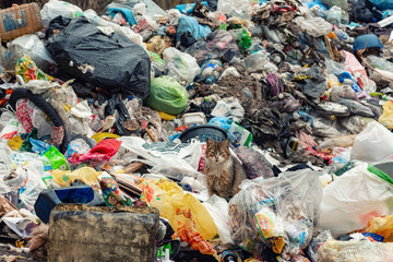 Riga striped cat looking for food among the garbage.
A homeless lonely hungry cat walks among the garbage in a landfill. The concept of a poor and sick animal. Ukraine.