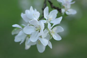 Branches white flowers green Leaves . 
Beautiful trees blossom. Spring orchard. Spring sunny day. Fruit tree flowers. Apple blooms. Close up of white apple blossoms flowers on green nature background