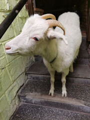 Cute young white goat on stairs
