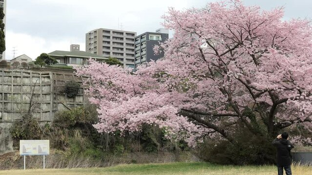 Sendai, Miyagi, Japan, April 2023. People photograph cherry blossoms on the Hirose riverbed.