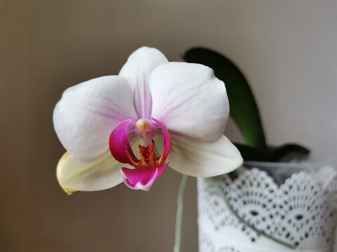 Single Phalaenopsis flower with white and purple petals 