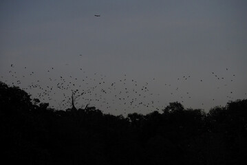 Birds flying in the morning