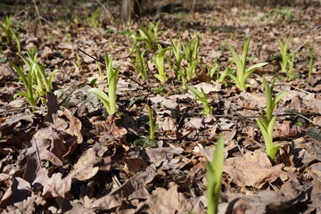 grass growing in the ground