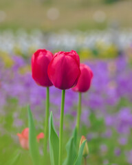 春の花壇に咲くチューリップの花