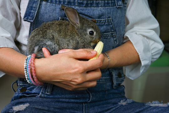 female rabbit keeper holding a cute baby rabbit and feeding with baby corn, selective focus at a rabbit, concept raising rabbits, rabbits farm