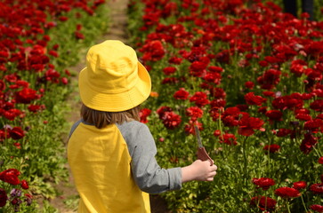 Ranunculus fields. Multicolored buttercup flower A little boy in a yellow panama hat and a yellow T-shirt runs through a flower field. Child view from the back.  children flowers of life