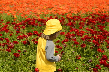 Ranunculus fields. Multicolored buttercup flower A little boy in a yellow panama hat and a yellow T-shirt runs through a flower field. Child view from the back.  children flowers of life