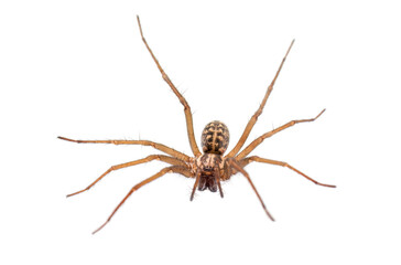 European giant house spider Eratigena (formerly Tegenaria) atrica, isolated on white background
