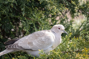 A singe Eurasian collared dove or Streptopelia decaocto sitting on the green background, hello spring