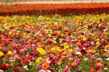 Ranunculus fields. Beautiful rows of flowers. Asian ranunculus farm. Multi-colored Beautiful, background, motley picture. 