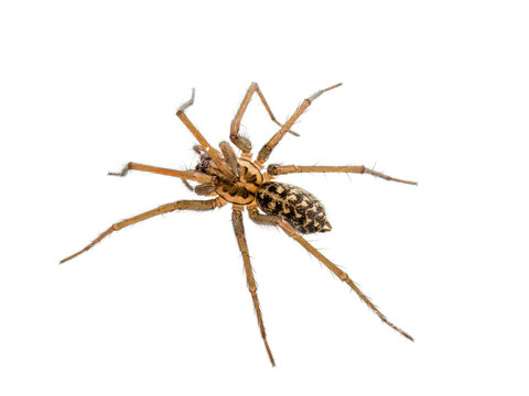 European giant house spider Eratigena (formerly Tegenaria) atrica, isolated on white background
