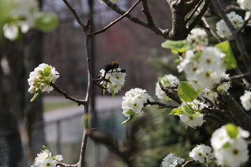 Bee on blossom
